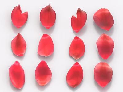 Beautiful Red Flower Petals Neatly Arranged in Rows on White Background 3d model