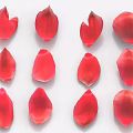 Beautiful Red Flower Petals Neatly Arranged in Rows on White Background