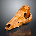 Natural Brown Animal Skull With Textured Surface On Dark Background Reflection 3d model