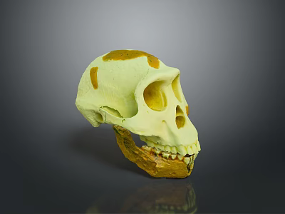 Yellowish Orange Spotted Skull Model Displayed On Dark Background With Reflection 3d model