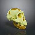 Yellowish Orange Spotted Skull Model Displayed On Dark Background With Reflection 3d model