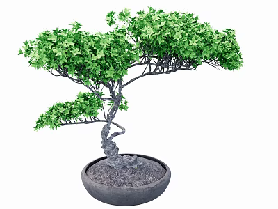 Indoor modeling tree potted plant 3d model Indoor modeling tree potted plant 3d model