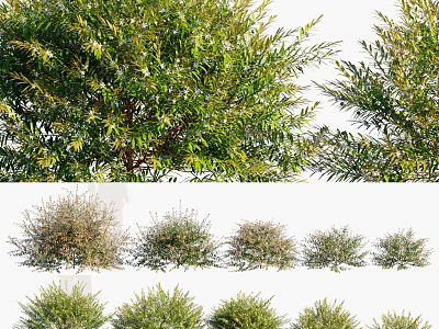 Various Green Leafy Shrubs With Different Growth Sizes And Bushy Shapes 3d model