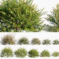Various Green Leafy Shrubs With Different Growth Sizes And Bushy Shapes