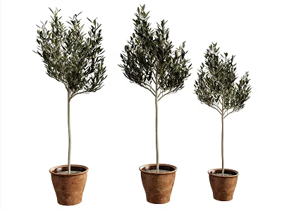 Three Olive Tree Potted Plants In Terracotta Pots With Green Foliage 3d model