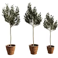 Three Olive Tree Potted Plants In Terracotta Pots With Green Foliage
