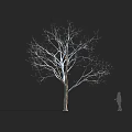 Tall Bare Tree With Delicate Branches And Silhouette Figure Against Dark Background