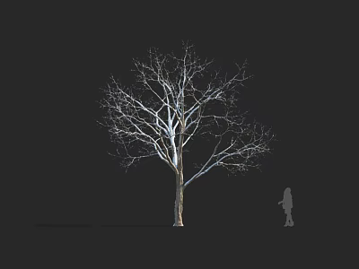 Tall Bare Tree With Delicate Branches And Silhouette Figure Against Dark Background 3d model
