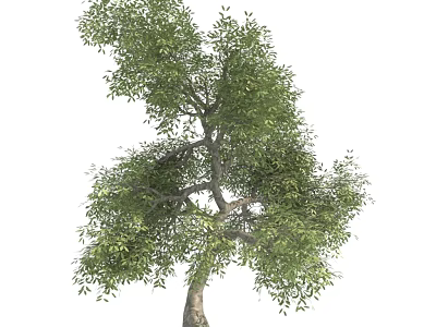 Vibrant Green Arbor Tree With Lush Foliage And Strong Branch Structure 3d model