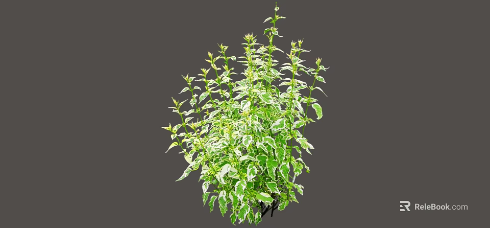 Lush Green Bush With Variegated White And Green Leaves For Garden Landscaping 3d model 