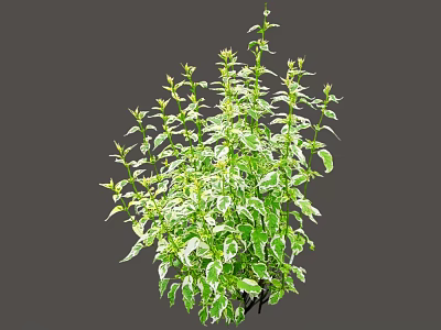 Lush Green Bush With Variegated White And Green Leaves For Garden Landscaping 3d model