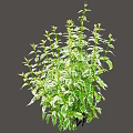 Lush Green Bush With Variegated White And Green Leaves For Garden Landscaping