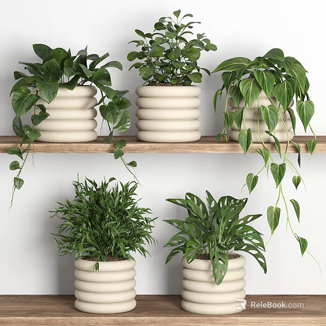 Decorative Bonsai Potted Plants On Wooden Shelf With White Stacked Ceramic Pots And Green Leafy Foliage 3d model 