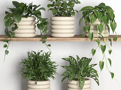 Decorative Bonsai Potted Plants On Wooden Shelf With White Stacked Ceramic Pots And Green Leafy Foliage 3d model