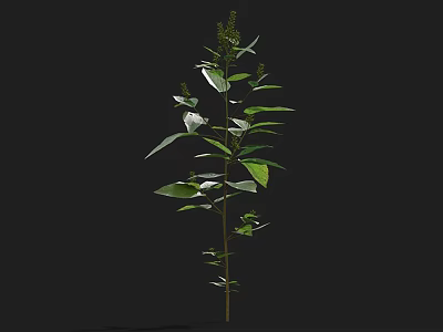 Lush Green Plant With Multiple Branches And Large Leaves On Slender Stem Against Black Background 3d model