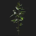 Lush Green Plant With Multiple Branches And Large Leaves On Slender Stem Against Black Background