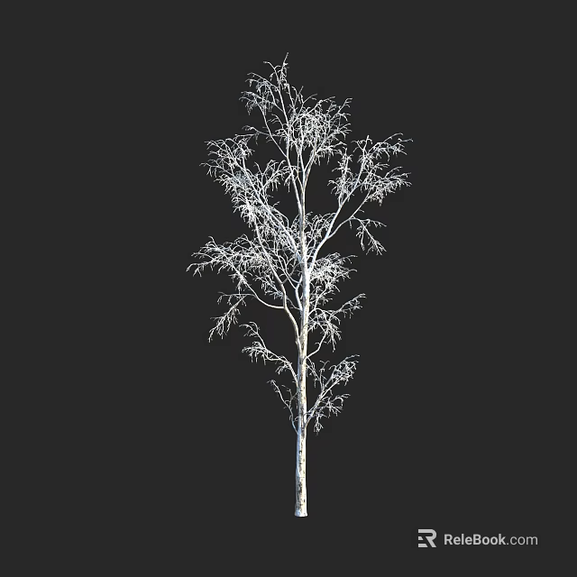 Tall White Birch Tree With Leafless Branches Against Black Background 3d model 