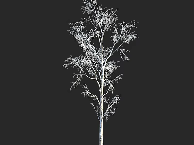 Tall White Birch Tree With Leafless Branches Against Black Background 3d model