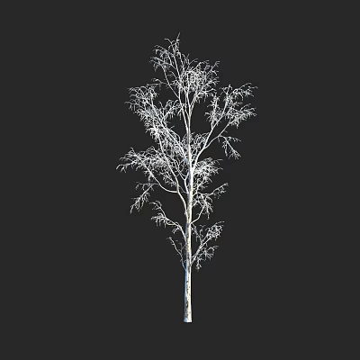 Tall White Birch Tree With Leafless Branches Against Black Background 3d model