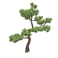 Evergreen Pine Tree with Bent Trunk Lush Green Foliage and Graceful Shape 3d model