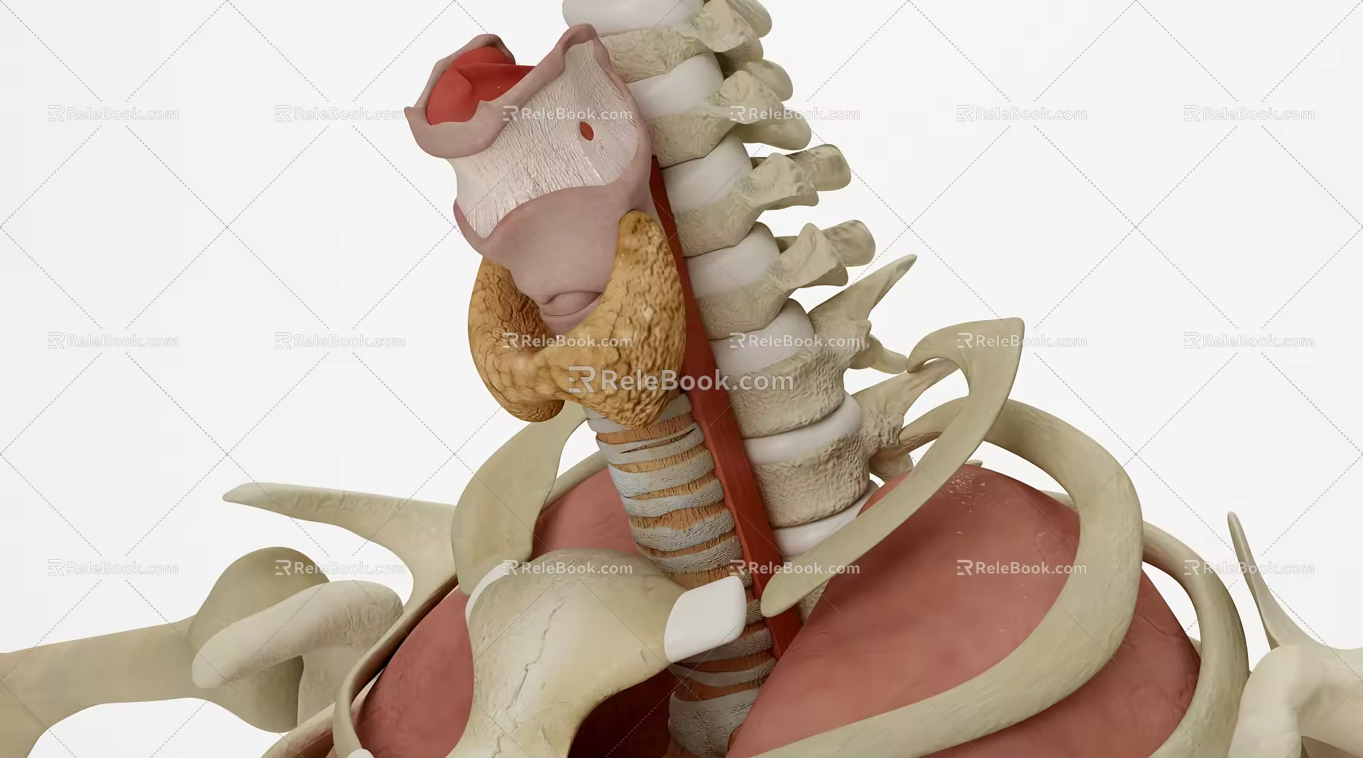 modern thyroid 3d model