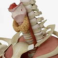 modern thyroid 3d model