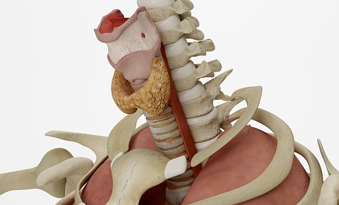 modern thyroid 3d model