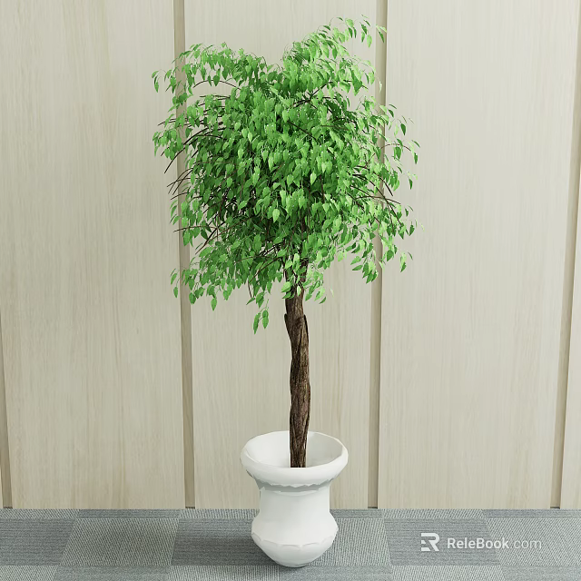 Green Leafy Bonsai Plant With Slender Trunk In White Ceramic Pot Against Light Wooden Wall 3d model 