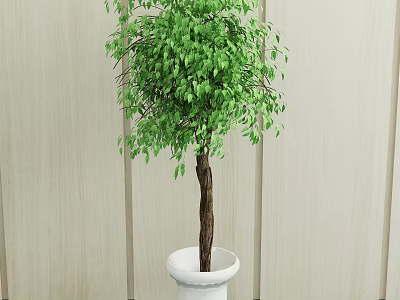 Green Leafy Bonsai Plant With Slender Trunk In White Ceramic Pot Against Light Wooden Wall 3d model