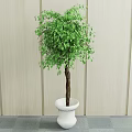 Green Leafy Bonsai Plant With Slender Trunk In White Ceramic Pot Against Light Wooden Wall