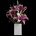 Pink and Purple Lilies in White Vase Against Black Background with Fresh Blooms
