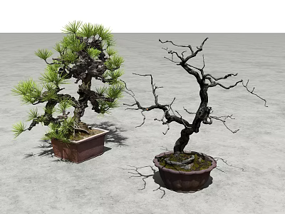 Plant Combination of Leafy and Leafless Bonsai Trees in Square and Round Pots 3d model