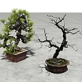 Plant Combination of Leafy and Leafless Bonsai Trees in Square and Round Pots