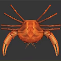 Red Crab With Large Claws On Black Background And Shiny Reflection
