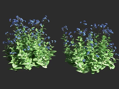 Lush Green Leaf Shrubs With Blue Flowers In Clusters On Dark Background 3d model