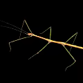 Stick Insect With Long Thin Body Green Brown Color Long Legs Isolated On Black