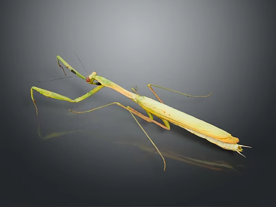 Light Green Mantis with Raptorial Forelegs in Alert Posture against Dark Background with Reflection 3d model