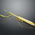 Light Green Mantis with Raptorial Forelegs in Alert Posture against Dark Background with Reflection