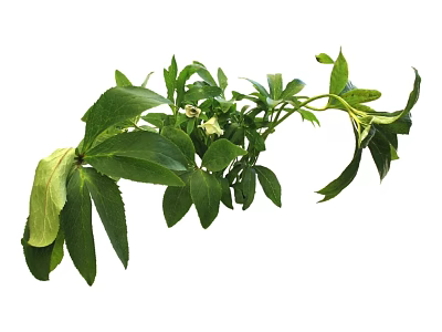 Modern Grass Shrub Grass 3d model