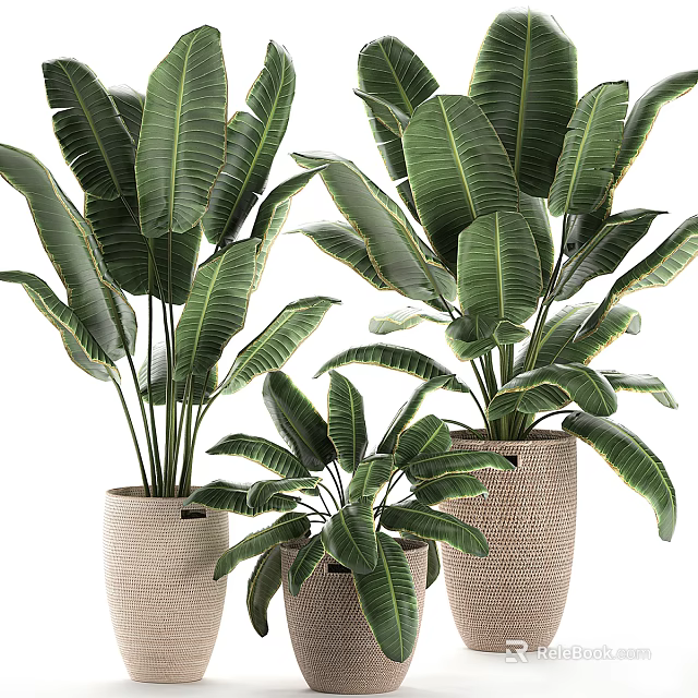 Indoor Bonsai Potted Plants With Large Green Leaves In Woven Baskets Multiple Sizes 3d model 