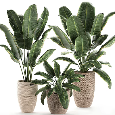 Indoor Bonsai Potted Plants With Large Green Leaves In Woven Baskets Multiple Sizes 3d model