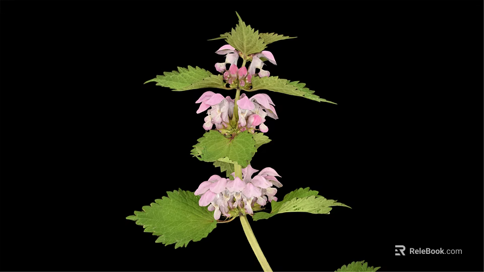 Pink Flowering Plant With Green Leaves Isolated On Black Background 3d model 