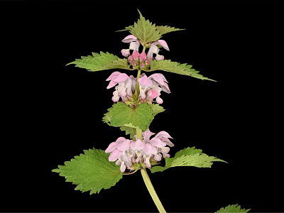 Pink Flowering Plant With Green Leaves Isolated On Black Background 3d model