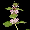 Pink Flowering Plant With Green Leaves Isolated On Black Background