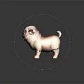 Cute Pug Dog with Brown and White Fur Standing and Tongue Out on Black Background
