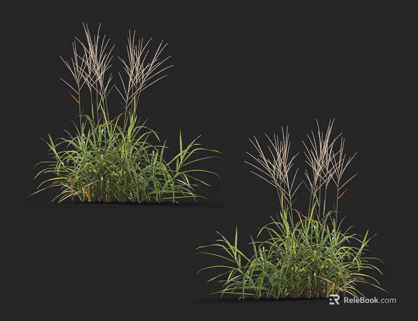 Lush Green Grass Clumps with Long Leaves and White Plumes on Black Background 3d model 