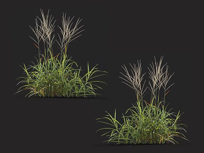 Lush Green Grass Clumps with Long Leaves and White Plumes on Black Background 3d model