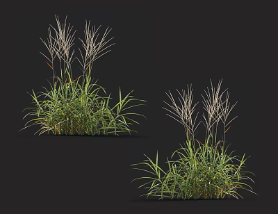 Lush Green Grass Clumps with Long Leaves and White Plumes on Black Background 3d model