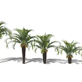 Multiple Palm Trees With Green Fronds And Tall Trunks In Various Sizes 3d model