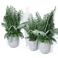 Lush Green Bonsai Potted Plants In Gray Ceramic Pots For Indoor Decor